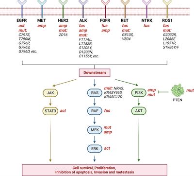 Mechanisms of resistance to targeted therapy and immunotherapy in non-small cell lung cancer: promising strategies to overcoming challenges